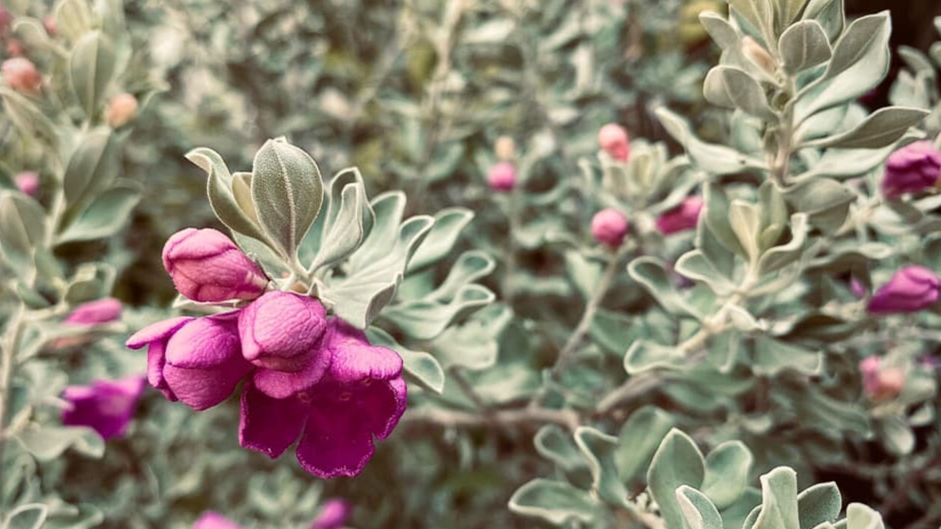 Cách Trồng Và Chăm Sóc Cây Tuyết Sơn Phi Hồng